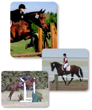 Tracy Dopko - Daventry Equine Appraisal Services