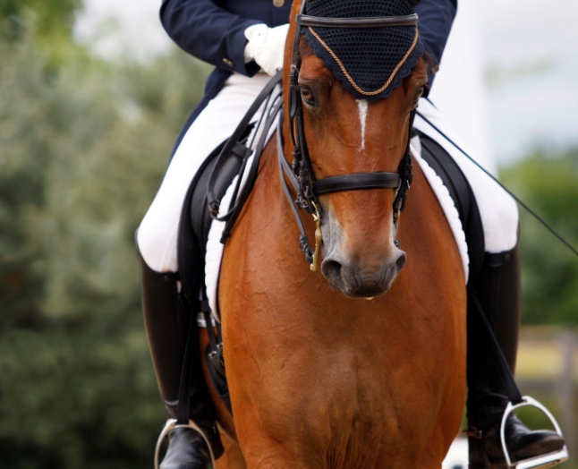 Daventry Equine Appraisal Services