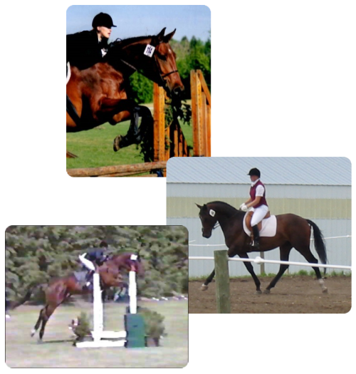 Tracy Dopko - Daventry Equine Appraisal Services